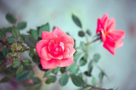 photo of a isolated pink rose on a blurred backgroundの写真素材