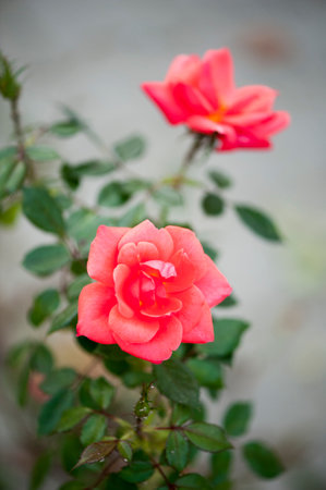 photo of a isolated pink rose on a blurred backgroundの写真素材