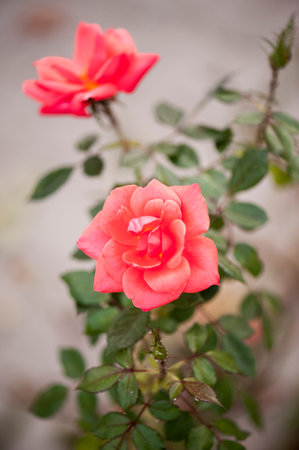 photo of a isolated pink rose on a blurred backgroundの写真素材