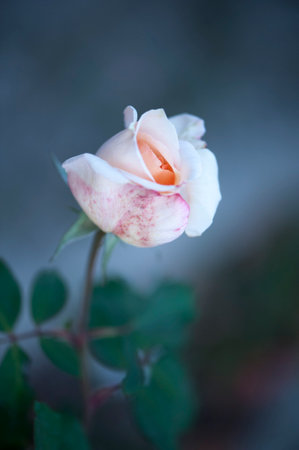 Photo of a isolated white spotted pink rose on a blurred backgroundの写真素材