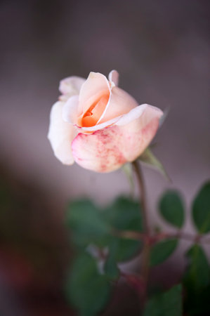 Photo of a isolated white spotted pink rose on a blurred backgroundの写真素材