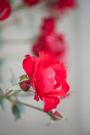 Photo of a isolated red rose on a blurred background with rosesの写真素材