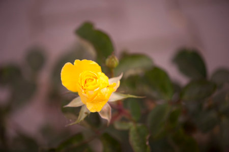 Photo of a isolated yellow rose on a blurred background with leaves blurred on backgroundの写真素材