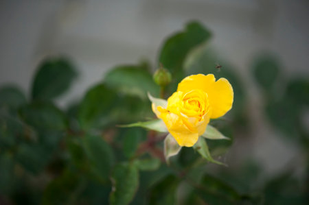 Photo of a isolated yellow rose on a blurred background with leaves blurred on backgroundの写真素材