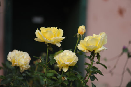 Photo of a isolated yellow rose on a blurred background with leaves blurred on backgroundの写真素材