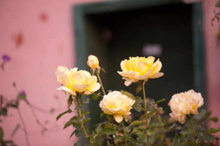 Photo of a isolated yellow rose on a blurred background with leaves blurred on backgroundの写真素材