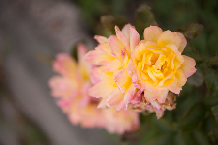 Photo of a isolated yellow spotted  rose on a blurred backgroundの写真素材