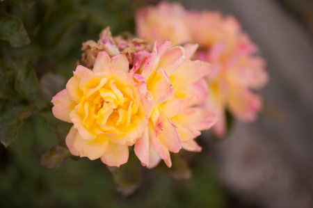 Photo of a isolated yellow spotted  rose on a blurred backgroundの写真素材