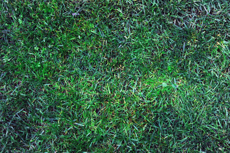close up photo of grass can be used as background wallpaperの写真素材