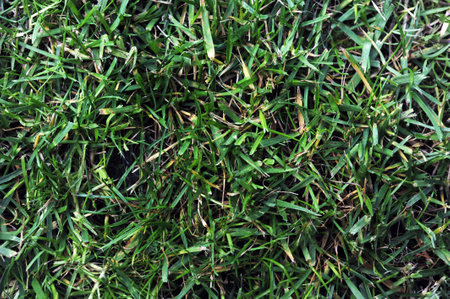 close up photo of grass can be used as background wallpaperの写真素材