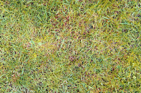 close up photo of grass can be used as background wallpaperの写真素材