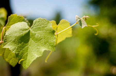 Vineyard leaf in the autumn season on green blurred background. Winery concept. Organic fruits gardening.の写真素材
