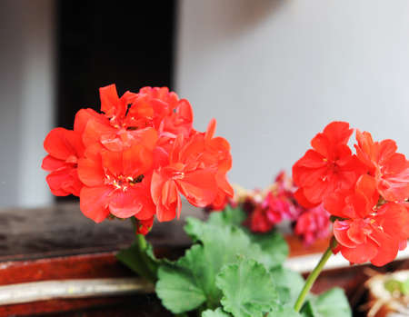 photo of red geranium calliope flowerの写真素材