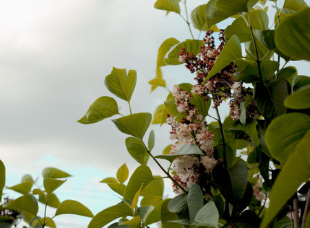 photo of a white tree flower with many green leaves on blue sky backgroundの写真素材