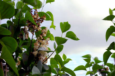 photo of a white tree flower with many green leaves on blue sky backgroundの写真素材