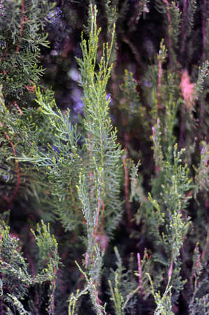 Seamless Texture of green natural background , thuja texture detailの写真素材