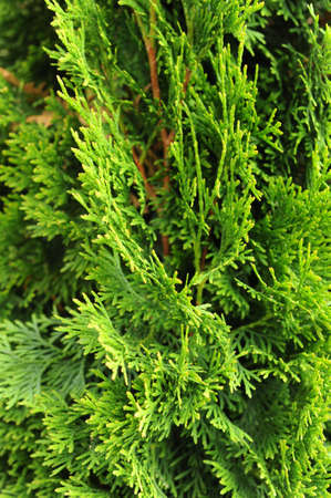 Seamless Texture of green natural background , thuja texture detailの写真素材