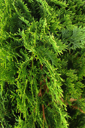 Seamless Texture of green natural background , thuja texture detailの写真素材