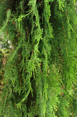 green natural background , thuja texture detailの写真素材