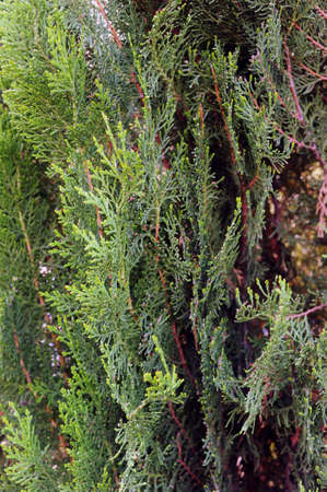 green natural background , thuja texture detailの写真素材