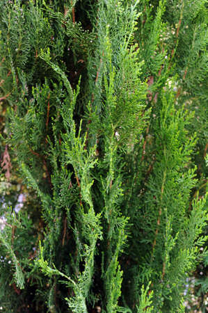 green natural background , thuja texture detailの写真素材