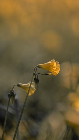 Yellow flowers in the meadow at sunset. Shallow depth of field.の写真素材