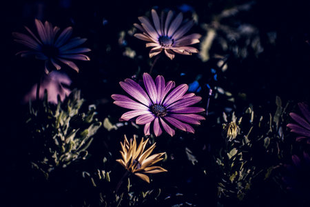 Daisy flowers in the garden. Selective focus. Toned.の写真素材