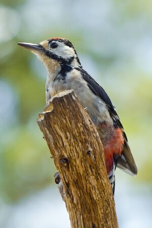 Great Spotted Woodpecker, Dendrocopos major, Pico Picapinos, Castile Leon, Spain, Europeの写真素材