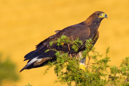 Golden Eagle, Aquila chrysaetos, Aguila Real, Castile Leon, Spain, Europe