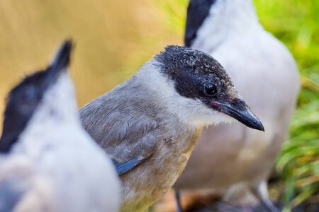Azure-winged Magpie, Cyanopica cooki, Rabilargo, Castile Leon, Spain, Europeの写真素材