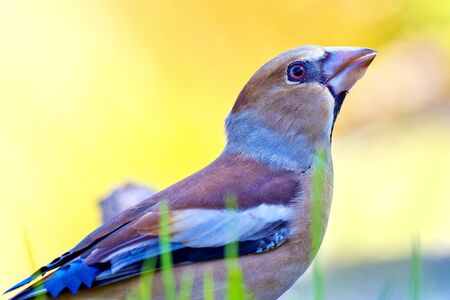 Hawfinch, Coccothraustes coccothraustes, Picogordo, Forest Pond, Castile Leon, Spain, Europeの写真素材