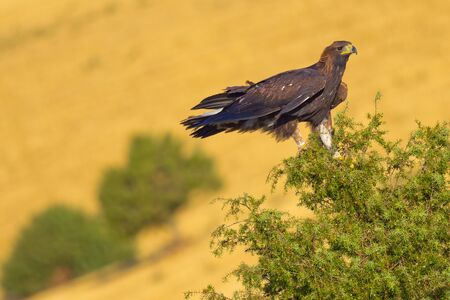 Golden Eagle, Aquila chrysaetos, Aguila Real, Castile Leon, Spain, Europe