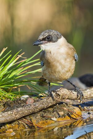 Azure-winged Magpie, Cyanopica cooki, Rabilargo, Forest Pond, Castilla y LeÃ³n, Spain, Europeの写真素材