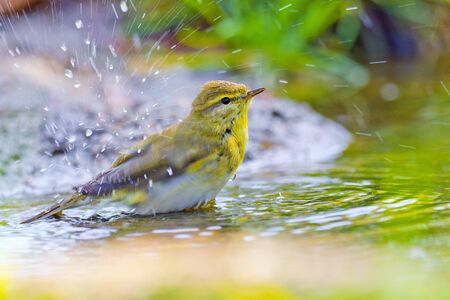 Willow Warbler, Phylloscopus trochilus, Mosquitero Musical, Forest Pond, Castilla y LeÃ³n, Spain, Europeの写真素材