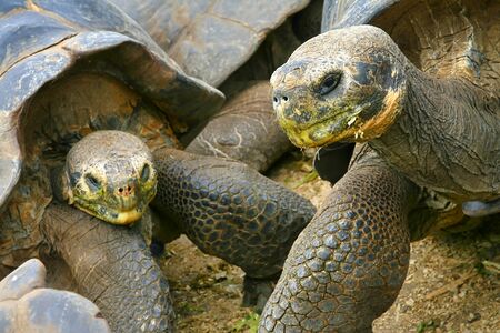 Galapagos Giant Tortoise, Chelonoidis nigra, Galapagos National Park, Galapagos Islands, Ecuadorの写真素材
