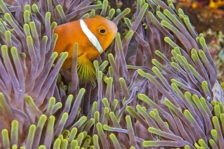 Blackfinned Anemonefish, Amphiprion nigripes, Magnificent Sea Anemone, Heteractis magnifica, Coral Reef, South Ari Atoll, Maldives, Asiaの写真素材
