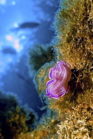 Flatworm, Prostheceraeus giesbrechtii, Cabo Cope Puntas del Calnegre Natural Park, Mediterranean Sea, Murcia, Spain, Europeの写真素材