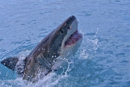 Great White Shark, Carcharodon carcharias, Gansbaai, Western Cape, South Africa, Africaの写真素材