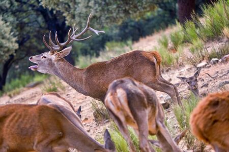 Red Deer, Cervus elaphus, Rutting Season, Monfrague National Park, Biosphere Reserve, Cáceres...