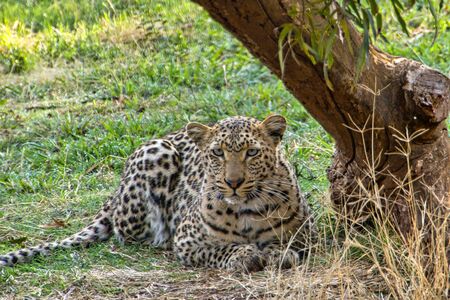 Leopard, Panthera pardus, Kruger National Park, South Africa, Africa