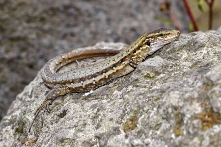 La Palma Lizard, Sizeable lizard, Wall lizard, Gallotia galloti palmae, Caldera de Taburiente...