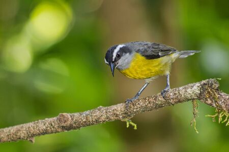 Bananaquit, Coereba flaveola, Tropical Rainforest, Costa Rica, Central America, Americaの写真素材
