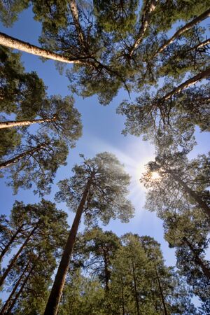 Scot Pine Forest, Guadarrama National Park, Segovia, Castile and Leon, Spain, Europeの写真素材