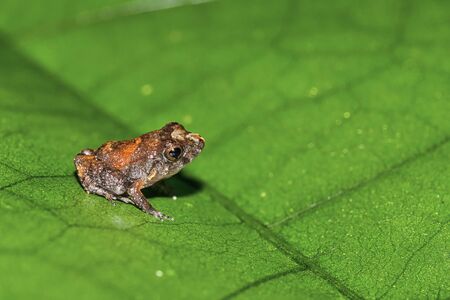 Tropical Frog, Tropical Rainforest, Costa Rica, Central America, America