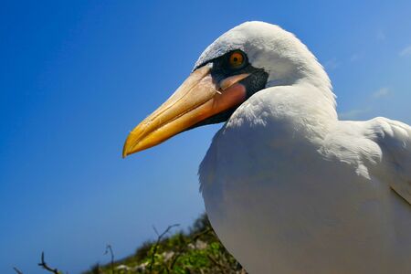 Nazca Booby, Sula granti, Galapagos National Park, Galapagos Islands,