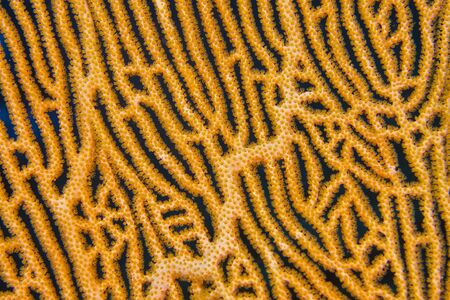 Gorgonian, Sea Fan, Sea Whips, Coral Reef, South Ari Atoll, Maldives, Indian Ocean, Asiaの写真素材