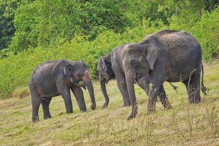 Sri Lankan Elephant, Elephas maximus maximus, Minneriya National Park, Sri Lanka, Asiaの写真素材