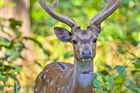 Spotted Deer, Cheetal, Axis Axis, Axis Deer, Royal Bardia National Park, Bardiya National Park, Nepal, Asiaの写真素材
