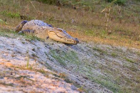 Mugger Crocodile, Crocodylus palustris, Wetlands, Royal Bardia National Park, Bardiya National Park, Nepal, Asiaの写真素材