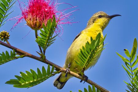 Purple Sunbird, Cinnyris asiaticus, Riverine Forest, Royal Bardia National Park, Bardiya National Park, Nepal, Asiaの写真素材